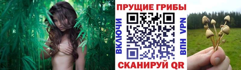 наркошоп  Арамиль  Псилоцибиновые грибы мухоморы 